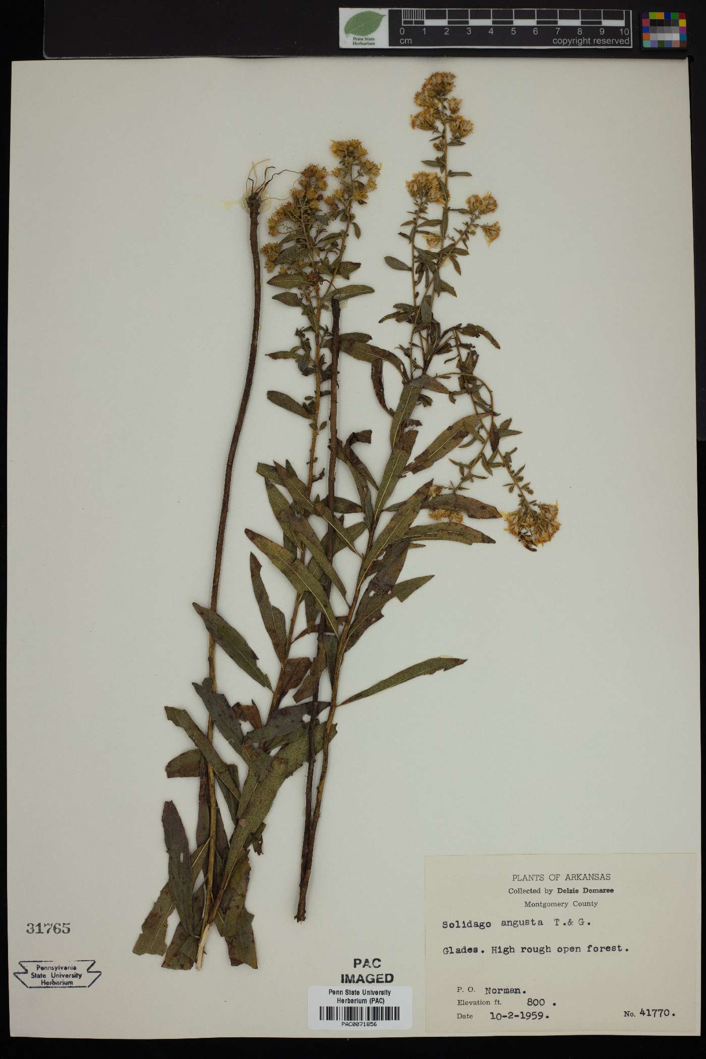 Solidago angusta image