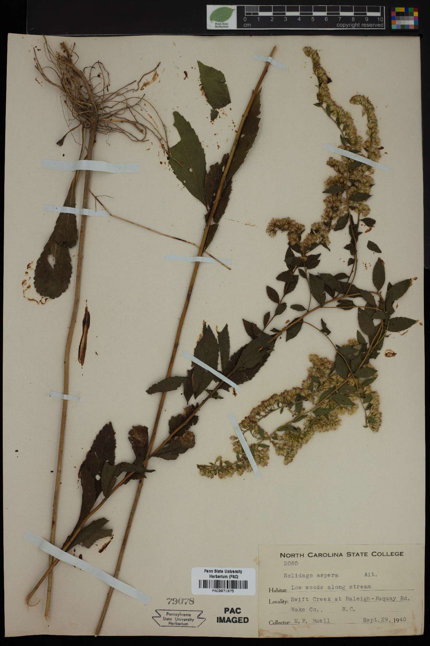 Solidago aspera image