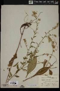 Solidago boottii image