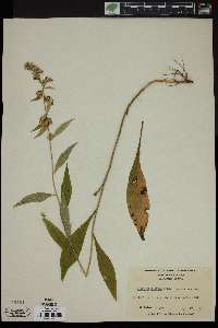 Solidago boottii image