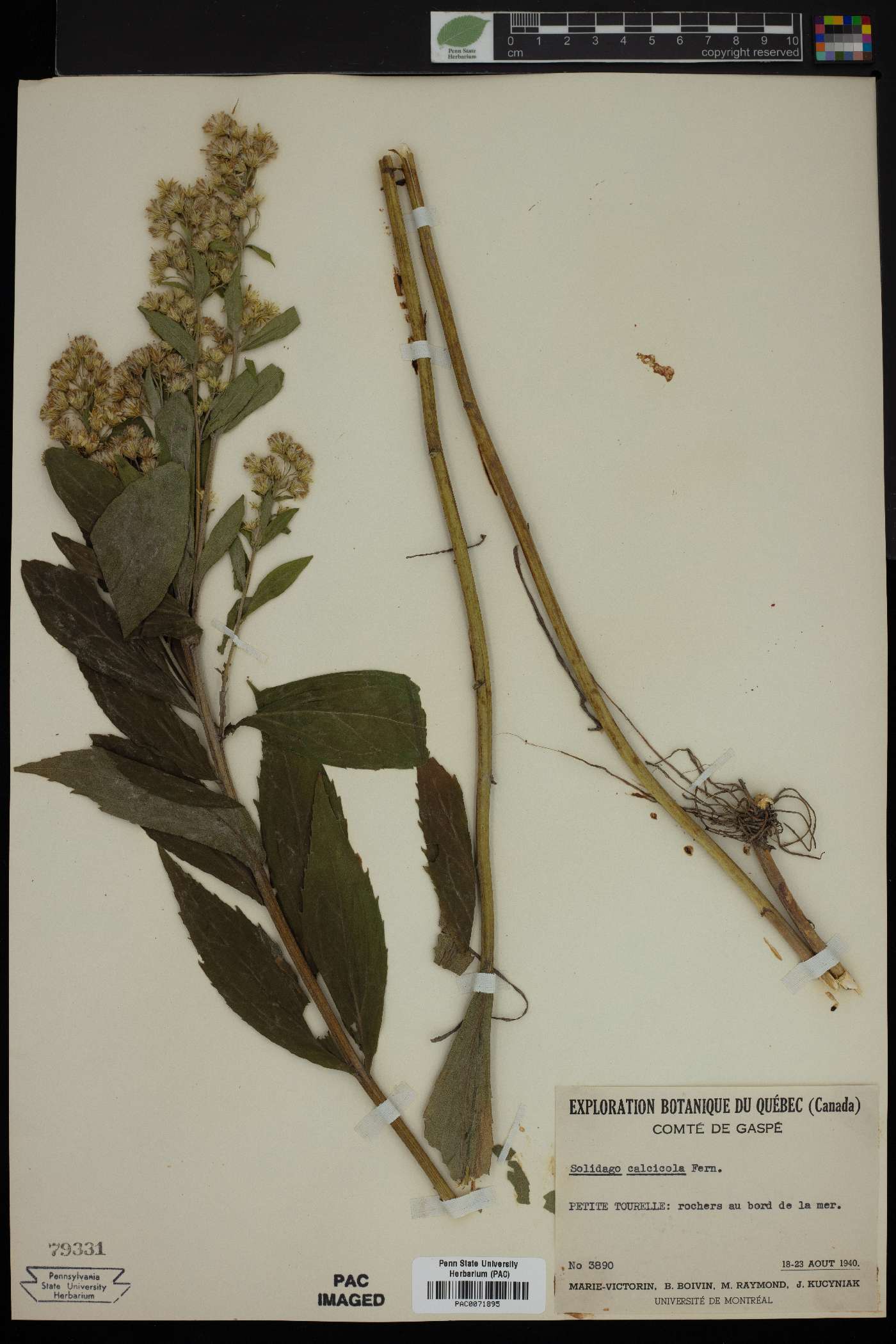 Solidago calcicola image