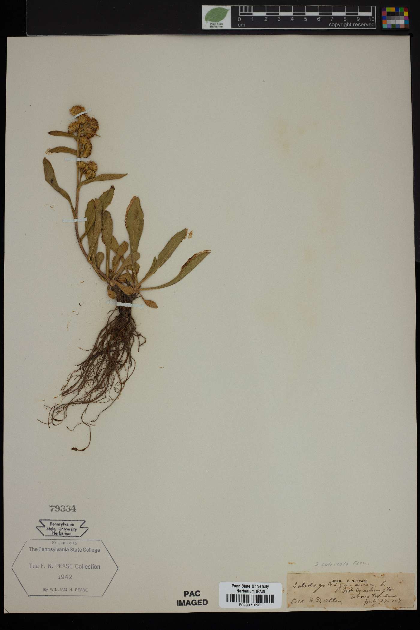 Solidago calcicola image