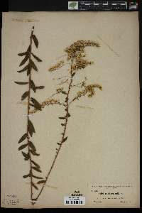 Solidago chapmanii image