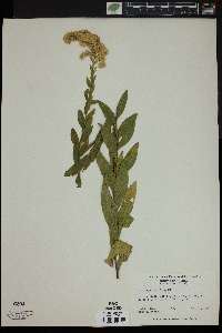 Solidago fistulosa image