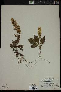 Solidago hispida image