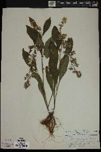 Solidago hispida image