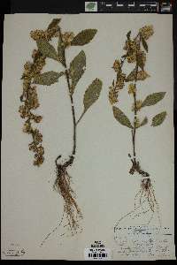 Solidago hispida image