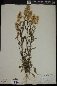 Solidago hispida image