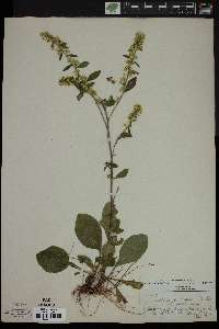 Solidago hispida image