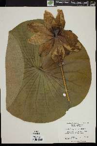 Nelumbo lutea image