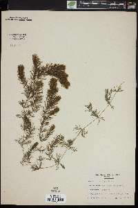 Ceratophyllum demersum image