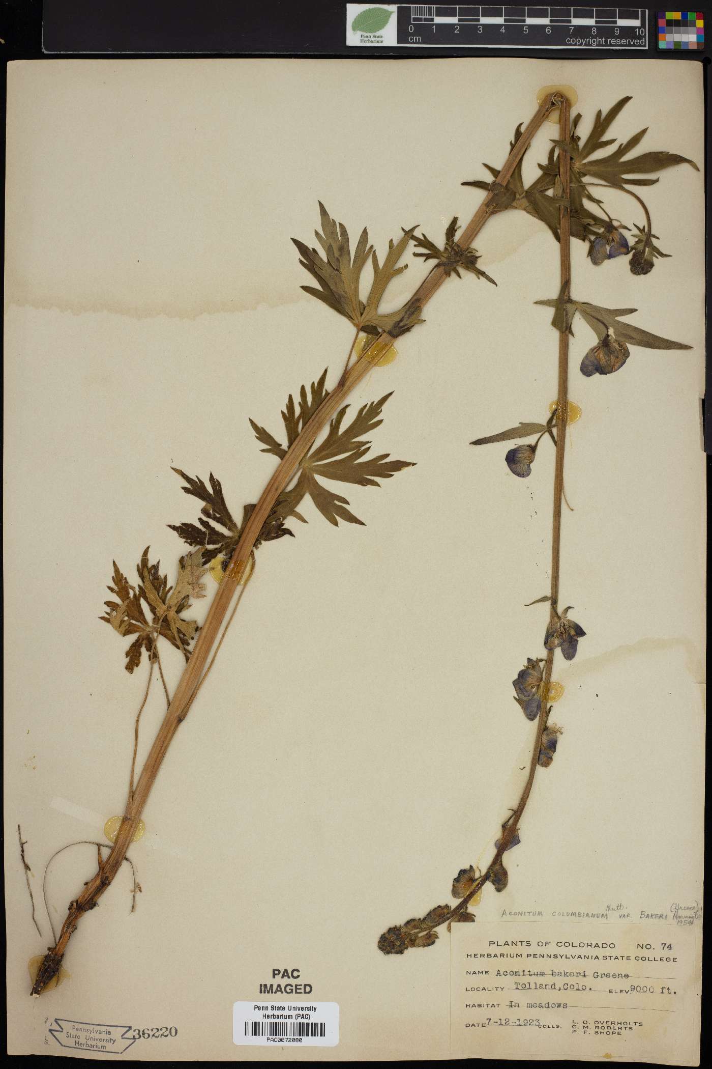 Aconitum bakeri image