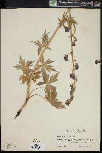 Aconitum columbianum image