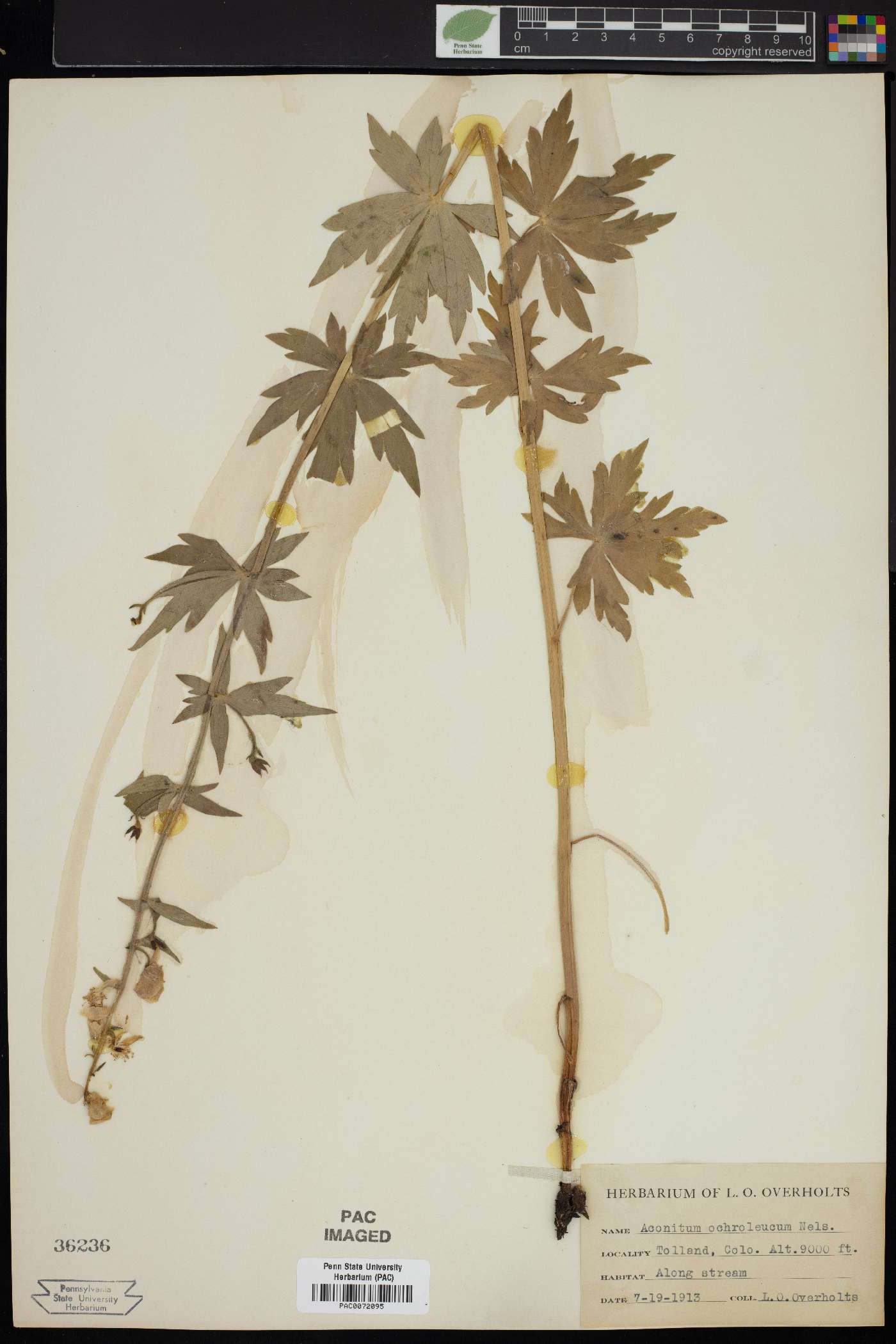Aconitum ochroleucum image