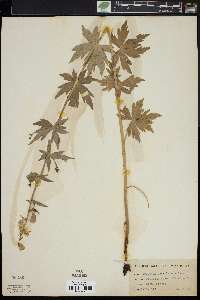 Image of Aconitum ochroleucum