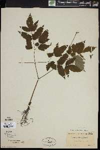 Actaea alba image