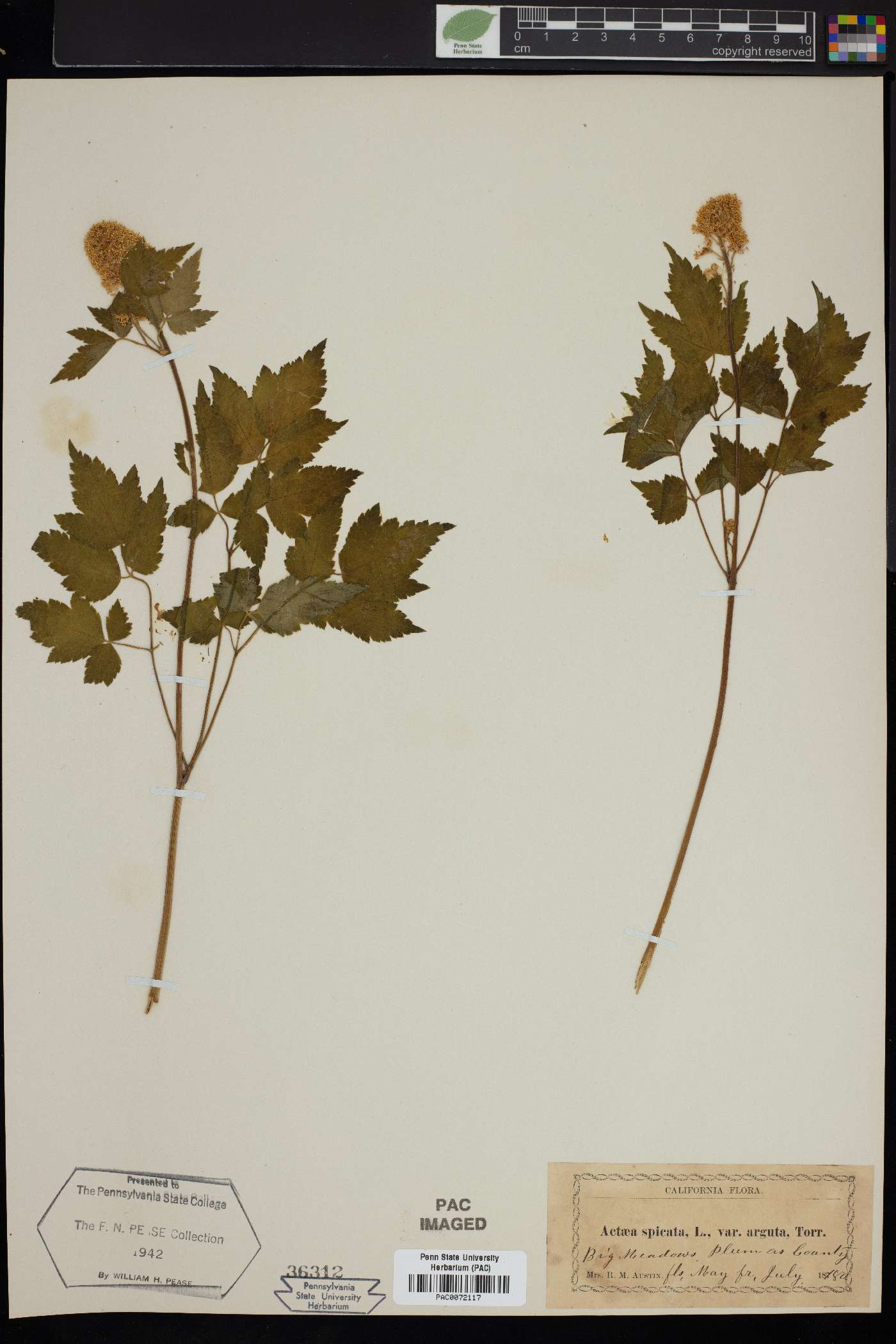 Actaea spicata image