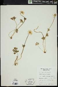 Anemone caroliniana image