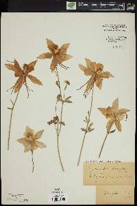 Aquilegia coerulea image