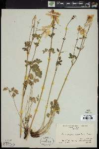 Aquilegia coerulea image