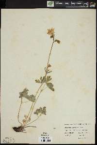 Aquilegia flavescens image