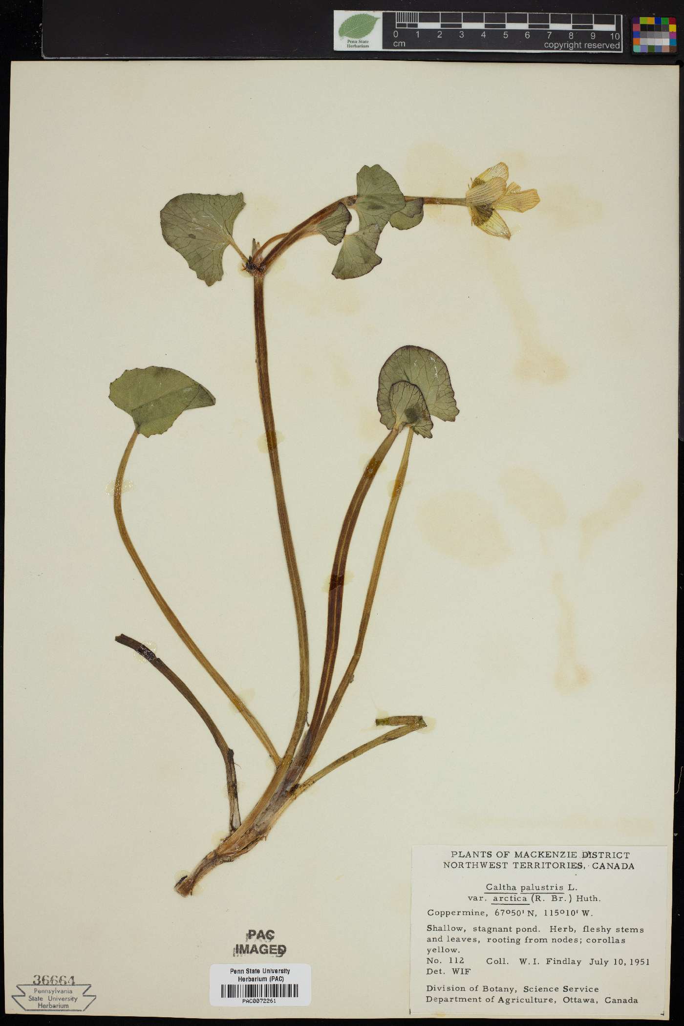 Caltha palustris var. arctica image