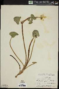 Caltha palustris var. arctica image