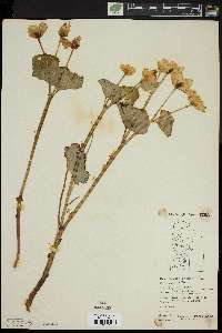 Caltha palustris image