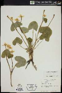 Caltha palustris image