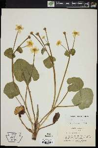 Caltha palustris image