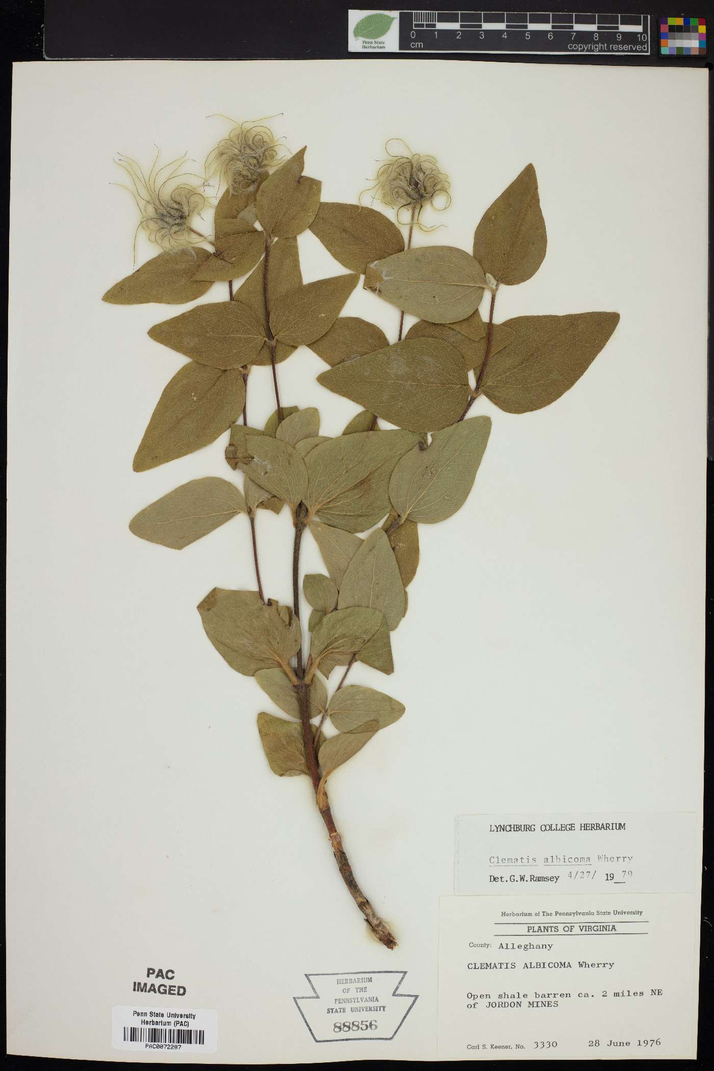 Clematis albicoma image