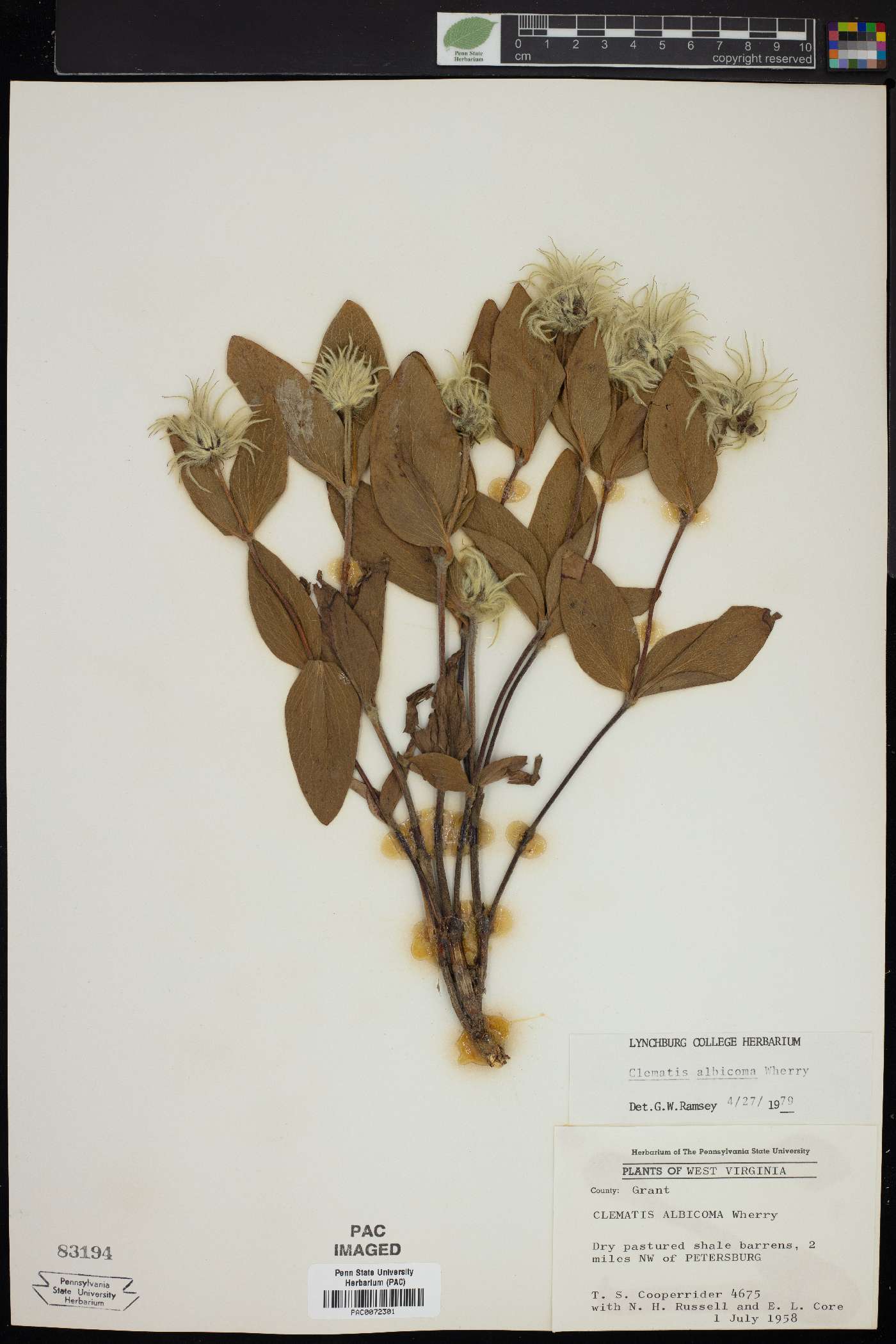 Clematis albicoma image