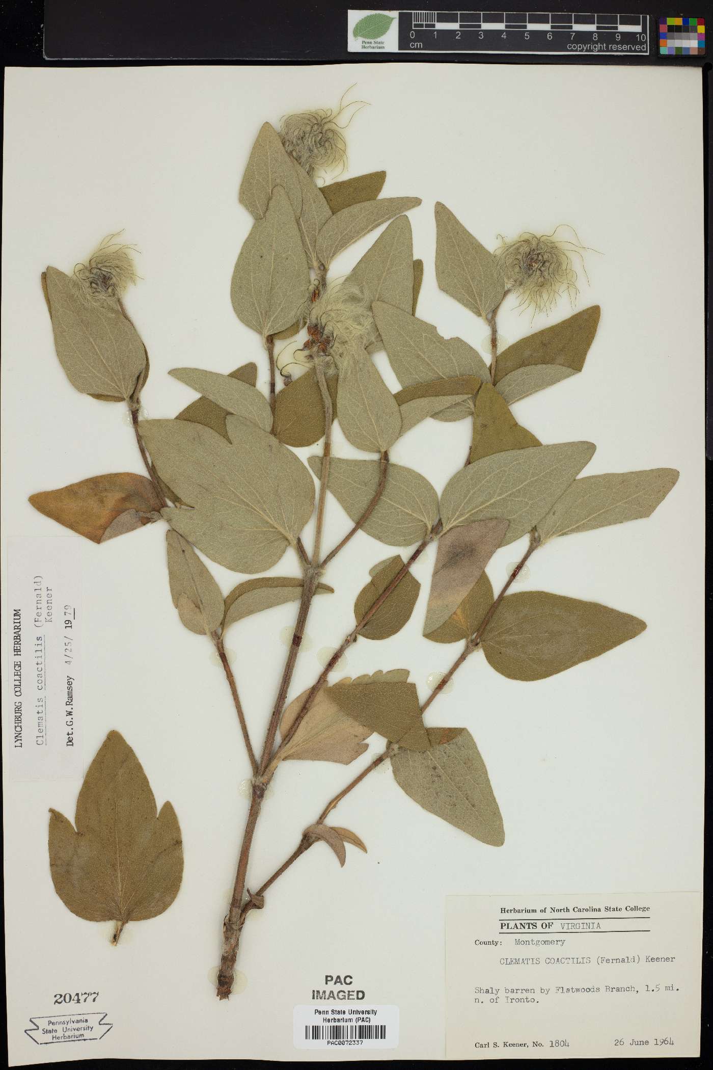 Clematis coactilis image