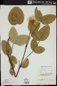 Clematis ochroleuca image