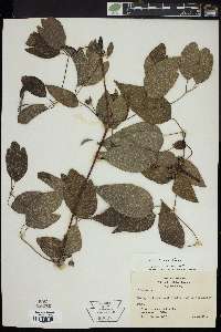 Clematis reticulata image