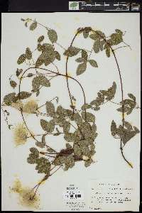 Clematis reticulata image