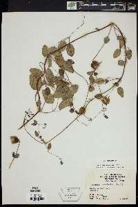 Clematis versicolor image