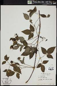 Clematis viorna image