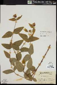 Clematis viticaulis image