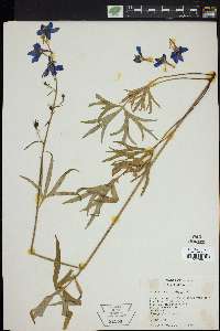 Delphinium alabamicum image