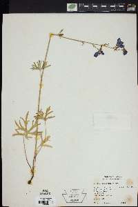 Delphinium alabamicum image