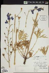 Delphinium alabamicum image