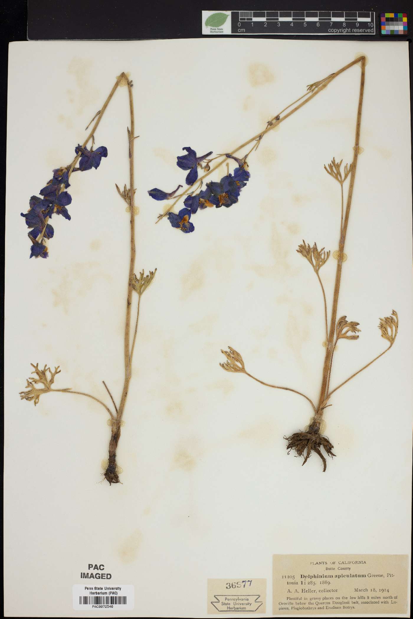 Delphinium apiculatum image