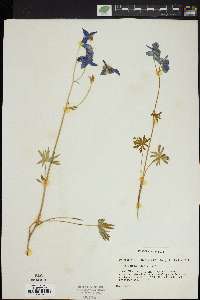 Delphinium bicolor image