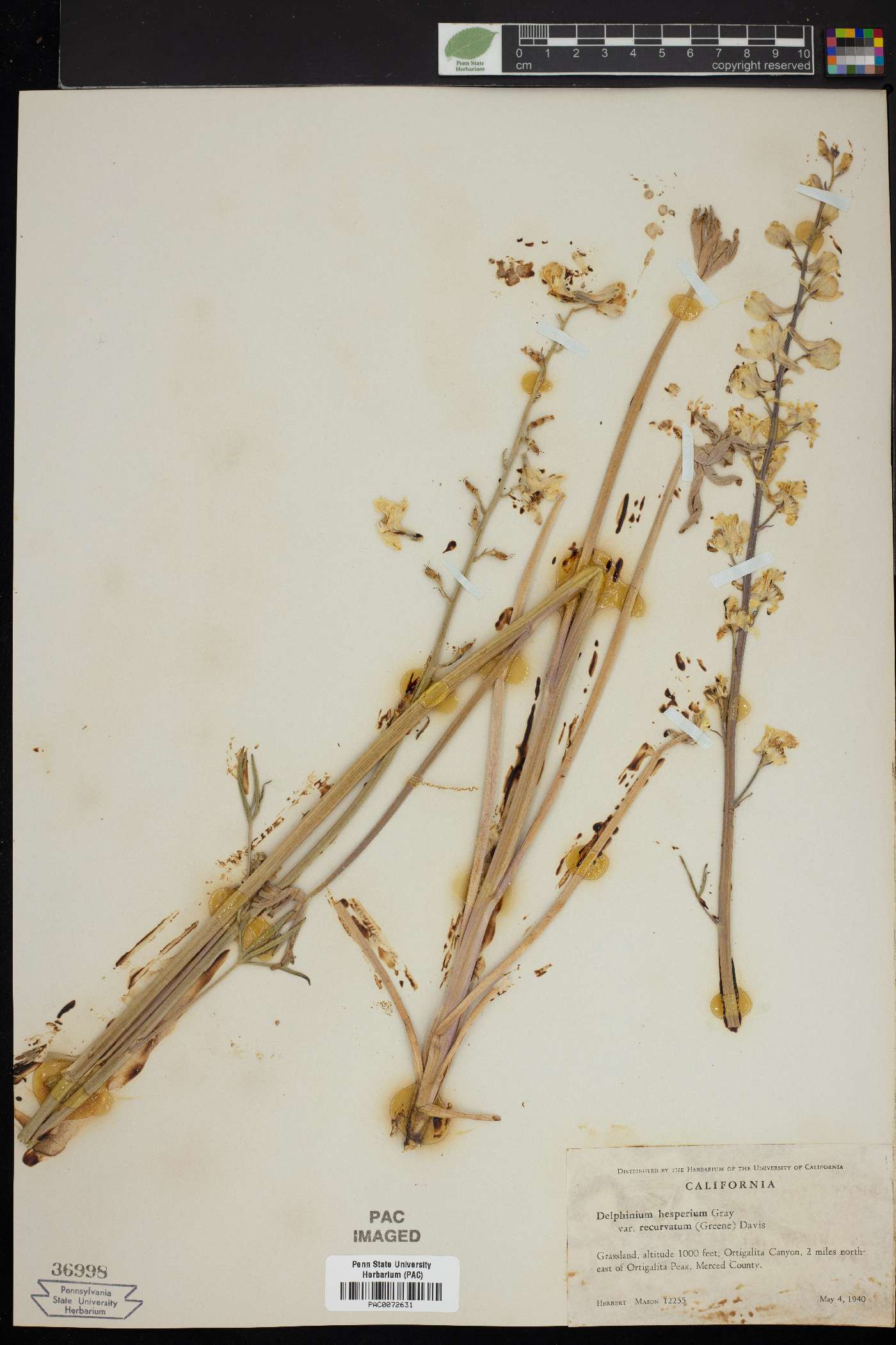 Delphinium hesperium var. recurvatum image