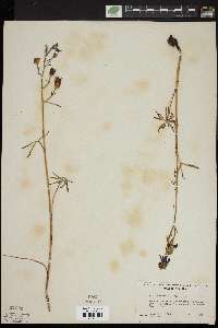 Delphinium menziesii image