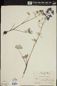 Delphinium nuttallianum image