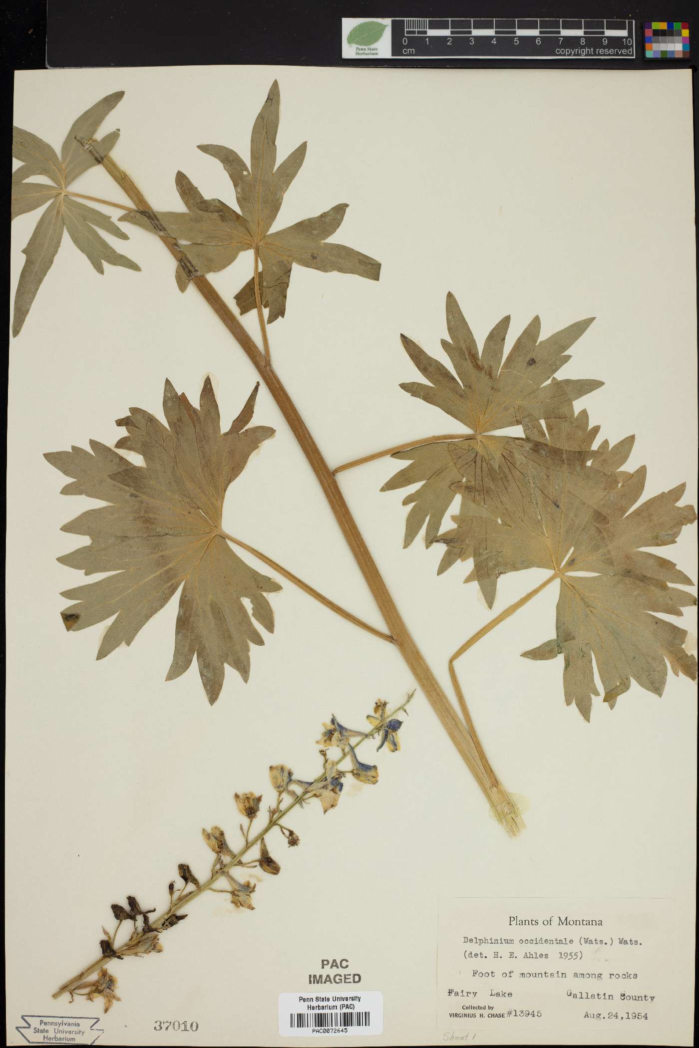 Delphinium occidentale image