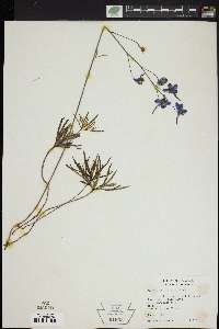 Delphinium treleasei image