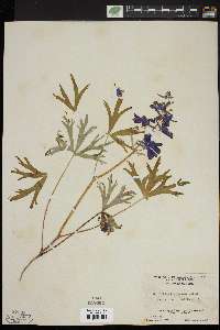 Delphinium tricorne image